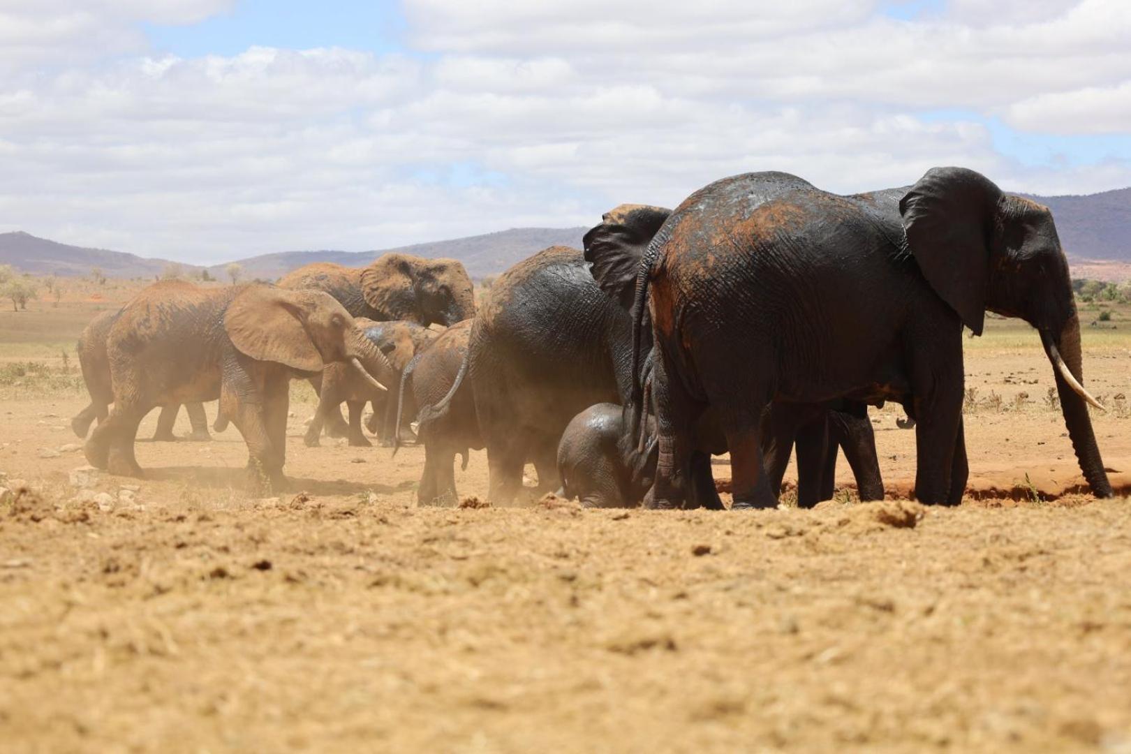 Salt Lick Safari Lodge Tsavo Exterior foto